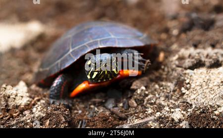 Tortue peinte de l'est traverse la terre avec la tête sortant de la coquille. Chrysemys picta, Emydidae.Massachusetts, États-Unis. Gros plan Banque D'Images