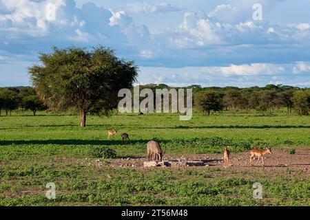 Impalas à face noire (Aepyceros petersi) et Waterbuck elliptique (Kobus ellipsiprymnus) à l'abreuvoir de la ferme d'hôtes Wildacker, Kalahari, Namibie Banque D'Images