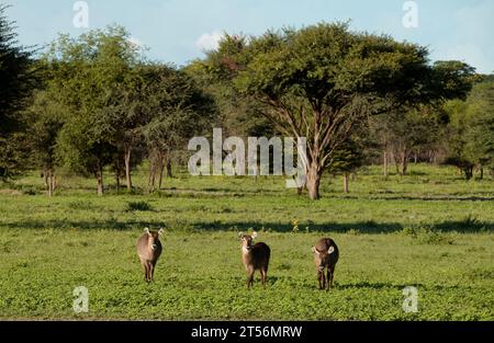 Ellipse Waterbucks (Kobus ellipsiprymnus) sur une zone dans le nord du Kalahari, ferme d'hôtes Wildacker, près de Grootfontein, région d'Otjozondjupa, Namibie Banque D'Images