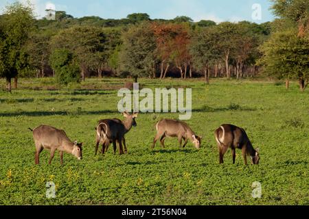 Ellipse Waterbucks (Kobus ellipsiprymnus) dans une zone du nord du Kalahari, ferme d'hôtes Wildacker, près de Grootfontein, région d'Otjozondjupa, Namibie Banque D'Images