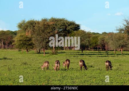 Ellipse Waterbucks (Kobus ellipsiprymnus) dans une zone du nord du Kalahari, ferme d'hôtes Wildacker, près de Grootfontein, région d'Otjozondjupa, Namibie Banque D'Images