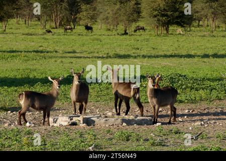 Femelle Ellipse waterbucks (Kobus ellipsiprymnus) à l'abreuvoir dans le nord du Kalahari, ferme d'hôtes Wildacker, au nord de Grootfontein, Namibie Banque D'Images