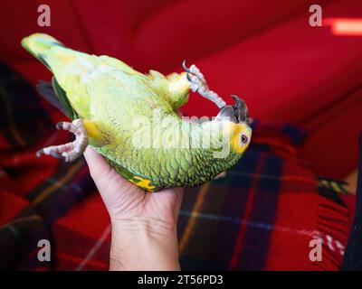 Perroquet amazonien turquoise (Amazona aestiva) bénéficie d'une libre circulation autour de l'appartement. Mignon oiseau vert amical animal de compagnie couché dans la main de son propriétaire. Banque D'Images