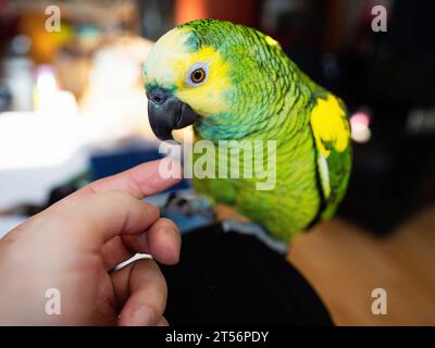 Perroquet amazonien turquoise (Amazona aestiva) bénéficie d'une libre circulation autour de l'appartement. Mignon oiseau vert amical animal de compagnie assis sur le genou de son propriétaire Banque D'Images