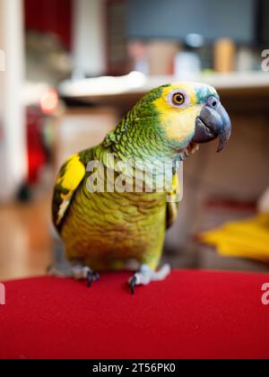 Perroquet amazonien turquoise (Amazona aestiva) bénéficie d'une libre circulation autour de l'appartement. Mignon oiseau vert amical animal de compagnie sur le canapé rouge. Gros plan. Banque D'Images