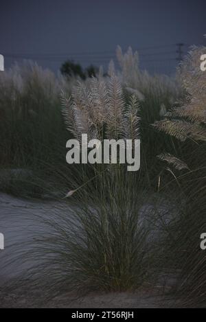 Saccharum spontaneums fleurs ou Kashful après le coucher du soleil Banque D'Images