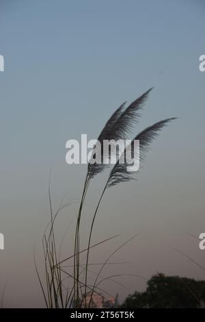 Saccharum spontaneums fleurs ou Kashful après le coucher du soleil Banque D'Images