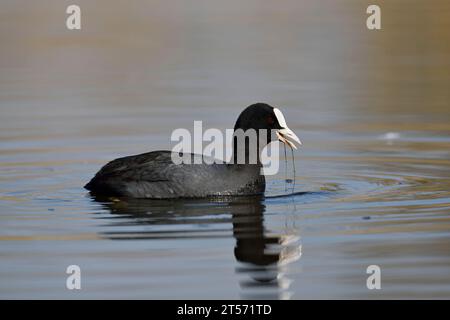 Eurasian Coot (Fulica atra), Rhénanie du Nord-Westphalie, Allemagne | Blässhuhn (Fulica atra) schwimmend, Rhénanie-du-Nord-Westphalie, Allemagne Banque D'Images