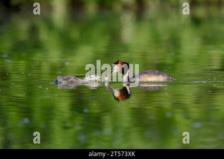 Grand Grèbe (Podiceps cristatus) avec poussin, Rhénanie du Nord-Westphalie, Allemagne | Haubentaucher (Podiceps cristatus) mit Küken Banque D'Images