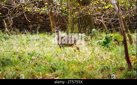 Dundee, Tayside, Écosse, Royaume-Uni. 3 novembre 2023. Météo Royaume-Uni : même par un matin nuageux, Dundee Camperdown Country Park offre de magnifiques vues automnales, avec Roe Deer errant dans les bois. Crédit : Dundee Photographics/Alamy Live News Banque D'Images