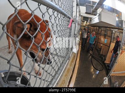 Les marins de la marine AMÉRICAINE du porte-avions USS Harry S. Truman (CVN 75) aident les employés de la Portsmouth Humane Society à nettoyer les chenils lors d'une relation de commuinity project.jpg Banque D'Images