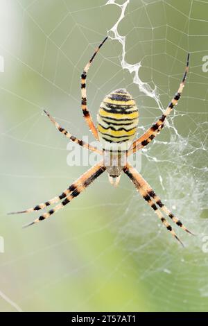 Araignée guêpe (Argiope bruennichi), femelle, Rhénanie du Nord-Westphalie, Allemagne | Wespenspinne (Argiope bruennichi), Weibchen, Rhénanie-du-Nord-Westphalie Banque D'Images