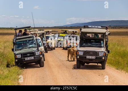 MASAI MARA, KENYA - 19 FÉVRIER 2020 : des véhicules de safari et un lion dans la réserve nationale du Masai Mara, Kenya Banque D'Images