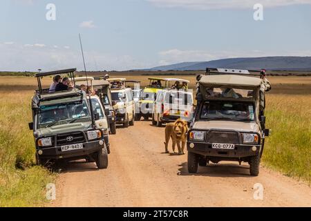 MASAI MARA, KENYA - 19 FÉVRIER 2020 : des véhicules de safari et un lion dans la réserve nationale du Masai Mara, Kenya Banque D'Images