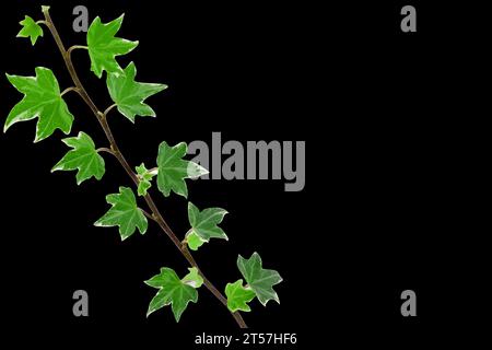 Feuilles de lierre vert sur la vigne isolé sur fond blanc Banque D'Images