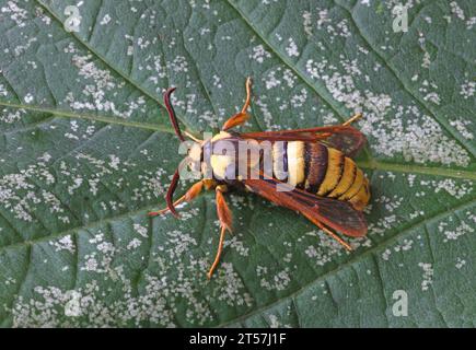 Hornet (Sesia apiformis) adulte au repos sur feuilles Norfolk, Royaume-Uni. Juin Banque D'Images