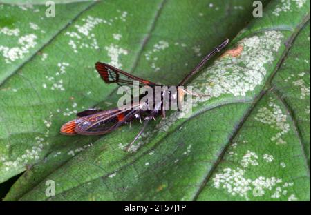 Mago à pointe rouge (Synanthedon formicaeformis) au repos sur feuille de Norfolk, Royaume-Uni. Juillet Banque D'Images