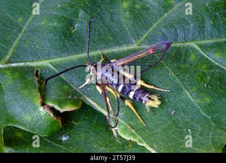 Adulte à pattes jaunes (Synanthedon vespiformis) au repos sur une feuille Norfolk, Royaume-Uni. Juillet Banque D'Images