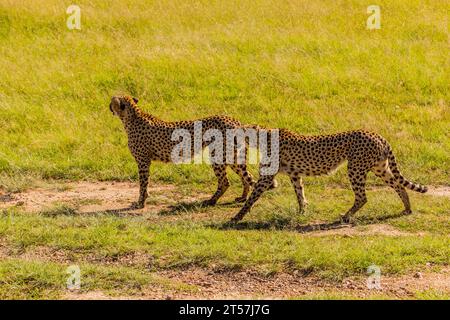 Guépards dans la réserve nationale du Masai Mara, Kenya Banque D'Images