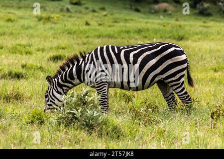 Zebra dans le parc national de Hell's Gate, Kenya Banque D'Images