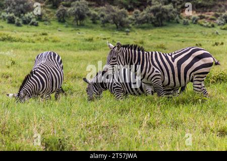 Zèbres dans le parc national de Hell's Gate, Kenya Banque D'Images