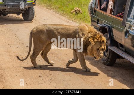 Des véhicules de safari et un lion dans la réserve nationale du Masai Mara, au Kenya Banque D'Images