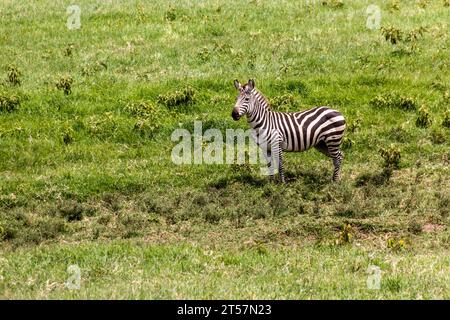 Zebra dans le parc national de Hell's Gate, Kenya. La tour Fisher visible. Banque D'Images