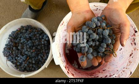 un homme tient un bouquet de raisins violets mûrs dans ses paumes sur des seaux blancs avec la récolte de fruits et le jus de raisin, la production de vin maison à la ferme Banque D'Images