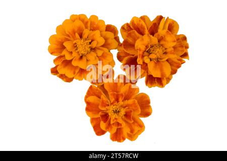 Fleur de Marigold isolée sur blanc, nom latin Tagetes Banque D'Images