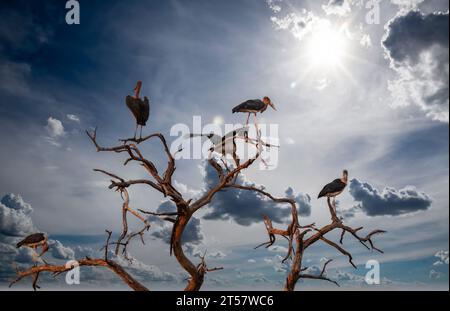 maribu cigognes debout dans un arbre mort sec, au coucher du soleil, le ciel brille encore Banque D'Images