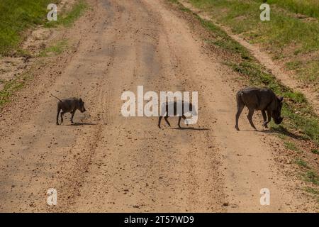 Famille des phacochoerus africanus (Phacochoerus) dans la réserve nationale du Masai Mara, Kenya Banque D'Images