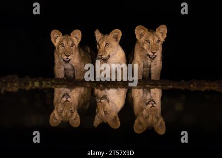 Trois petits lions se présentant à une piscine dans la nuit pour boire un verre à Lentorre, Kenya Banque D'Images