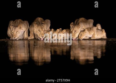 Trois lionnes avec quatre petits buvant dans une piscine au milieu de la nuit à Lentorre, Kenya Banque D'Images