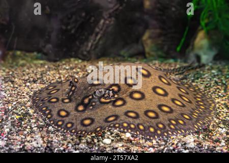Stingray motoro, Potamotrygon motoro dans un aquarium sur fond sablonneux. Rivière d'eau douce tachetée paon brun de raie couché dans la piscine d'aquarium, gros plan Banque D'Images