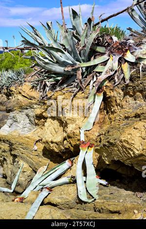La plante du siècle ou maguey (Agave americana) est une plante succulente originaire du Mexique mais largement naturalisée dans d'autres régions (bassin méditerranéen, Sud-Am Banque D'Images