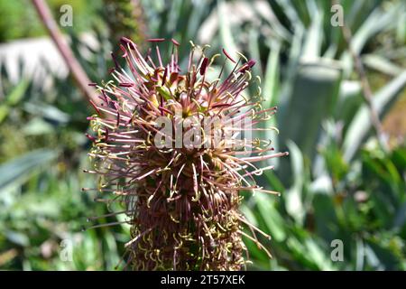 Maguey de peña (Agave celsii ou Agave mitis) est une plante succulente originaire du Mexique. Détail inflorescence. Banque D'Images