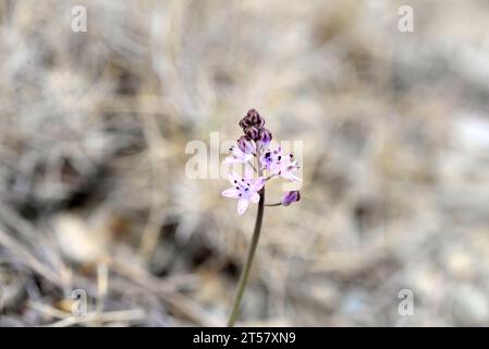 Le squill d'automne (Prospero autumnalis ou Scilla autumnalis) est une plante vivace originaire du bassin méditerranéen et du sud-ouest de l'Asie. Cette photo a été prise Banque D'Images