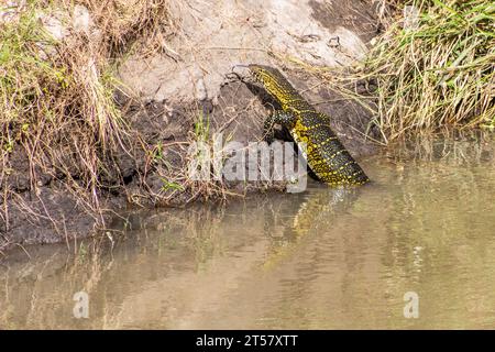 Nile Monitor (Varanus niloticus) dans la Réserve nationale du Masai Mara, Kenya Banque D'Images