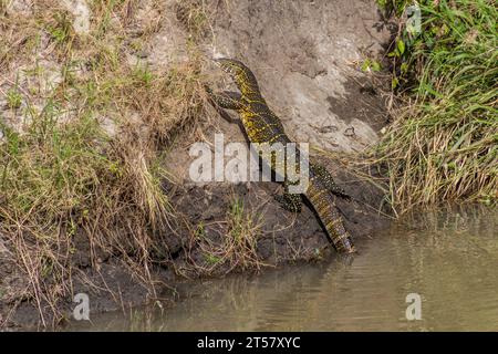 Nile Monitor (Varanus niloticus) dans la Réserve nationale du Masai Mara, Kenya Banque D'Images