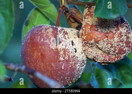 Pommes pourries sur le sol. Récolte de pommes gâtée. Fruits infectés par la pomme monilia fructigena Banque D'Images