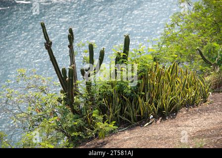 Pilosocereus brasiliensis est un cactus endémique au Brésil (Rio de Janeiro et Espirito Santo).Cette photo a été prise à Rio de Janeiro. Banque D'Images