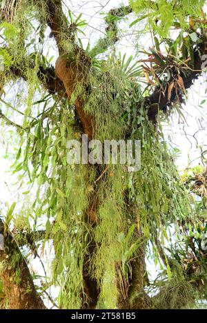 Mistletoe (Rhipsalis baccifera) et Schlumbergera sp. Deux espèces de cactus suspendus épiphytiques.Cette photo a été prise à Paraty, Brésil. Banque D'Images