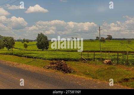 Plantations de thé près de la ville de Kericho, Kenya Banque D'Images