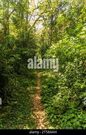 Sentier de randonnée dans la réserve forestière de Kakamega, Kenya Banque D'Images