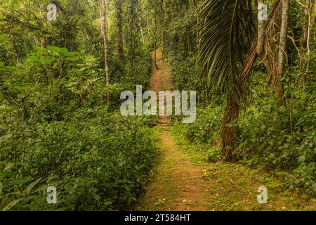 Sentier de randonnée dans la réserve forestière de Kakamega, Kenya Banque D'Images