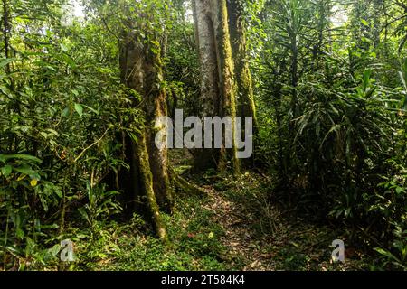 Sentier de randonnée dans la réserve forestière de Kakamega, Kenya Banque D'Images