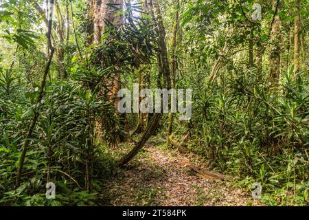 Sentier de randonnée dans la réserve forestière de Kakamega, Kenya Banque D'Images