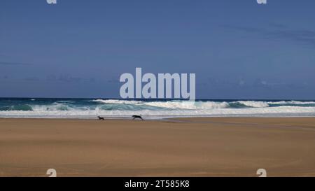 Chiens courant sur une plage en face des vagues de surf, Valdovino, Galice, nord-ouest de l'Espagne, Europe Banque D'Images
