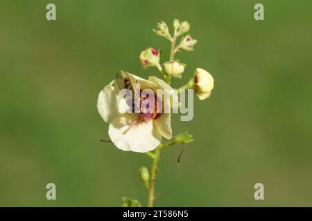 Aéroglisseur mâle Meliscaeva auricollis, famille des aéroglisseurs (Syrphidae) sur fleur de molène, Verbascum 'Dark Eyes', famille des Ranunculaceae. Été, juillet, Banque D'Images