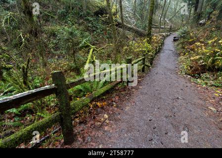 Lower Macleay Trail dans le parc forestier de Portland, Oregon. Banque D'Images